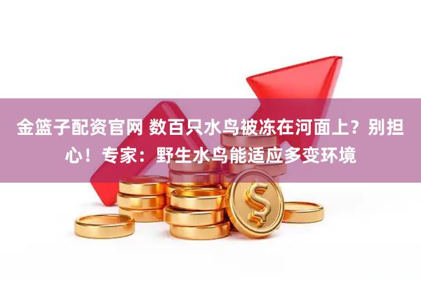 金篮子配资官网 数百只水鸟被冻在河面上？别担心！专家：野生水鸟能适应多变环境